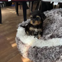 Ody tiny AKC pedigree , a male Yorkshire Terrier for sale in Lyons, IL – 5 of 5
