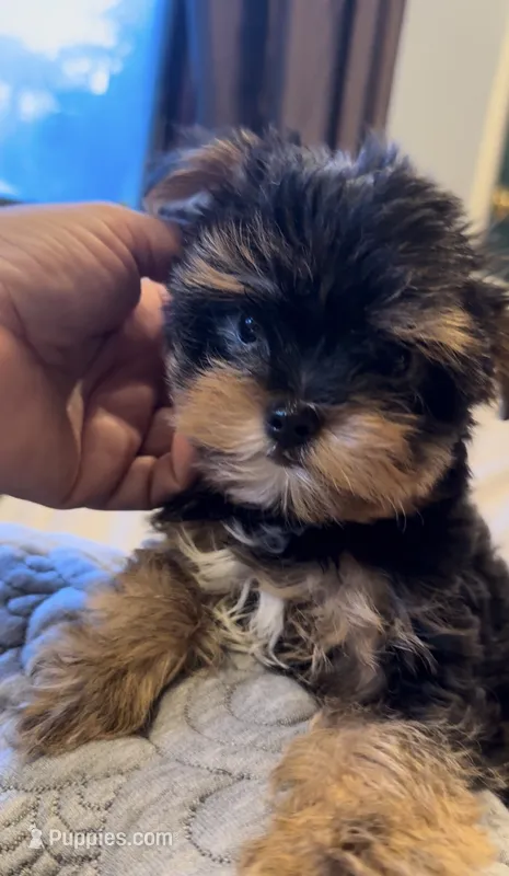 Tcup Wisky  – Yorkshire Terrier puppy for sale in Lyons, IL