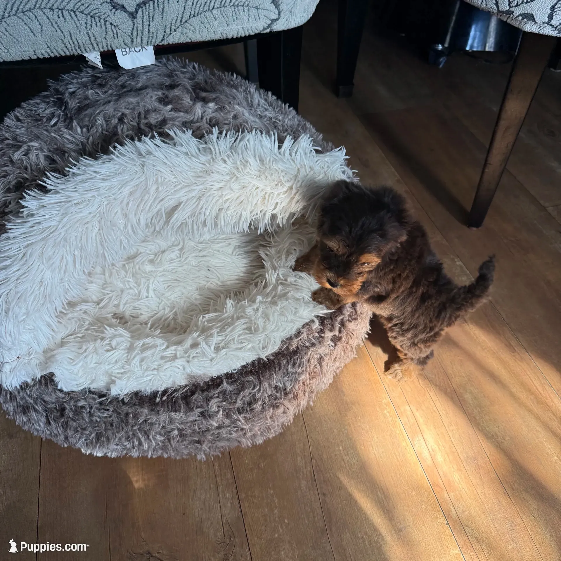 Oreo, a male Yorkshire Terrier for sale in Lyons, IL – 2 of 6
