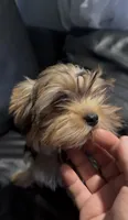 AKC Diva Beautiful  Yorki🐶💕, a female Yorkshire Terrier for sale in Lyons, IL – 4 of 4