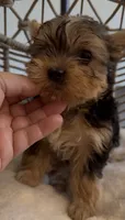 Diva Beautiful mini Yorki🐶💕, a female Yorkshire Terrier for sale in Lyons, IL – 3 of 6
