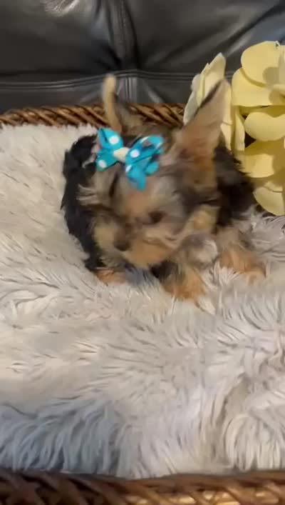 AKC Diva Beautiful mini Yorki🐶💕, a female Yorkshire Terrier for sale in Lyons, IL – 3 of 3