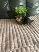 Teacup Lola💜, a female Yorkshire Terrier for sale in Lyons, IL – Photo 5 of 5