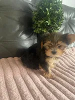 Teacup Lola💜, a female Yorkshire Terrier for sale in Lyons, IL – Photo 2 of 5