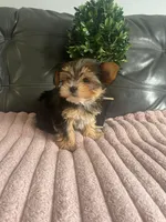 Teacup Lola💜, a female Yorkshire Terrier for sale in Lyons, IL – Photo 1 of 5