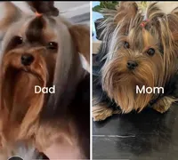 Teacup Lola💜, a female Yorkshire Terrier for sale in Lyons, IL – Photo 4 of 5