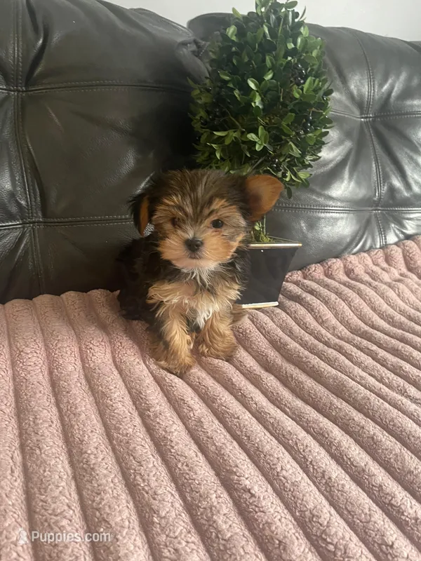 Wisky  – Yorkshire Terrier puppy for sale in Lyons, IL