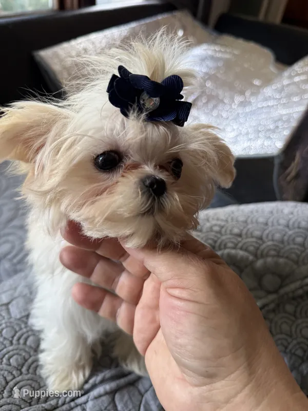 Lima (T cup ), a female Maltese for sale in Lyons, IL – 1 of 6