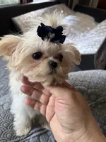 Lima (T cup ), a female Maltese for sale in Lyons, IL – 1 of 6
