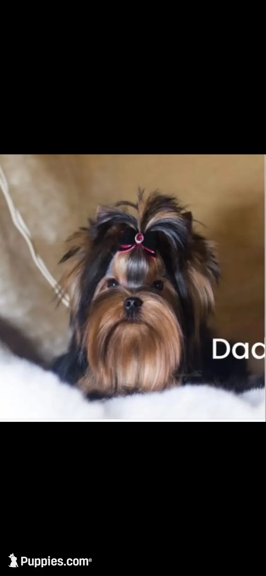 Oreo, a male Yorkshire Terrier for sale in Lyons, IL – 6 of 6