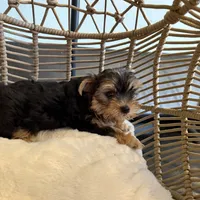 Wisky , a male Yorkshire Terrier for sale in Lyons, IL – 3 of 5