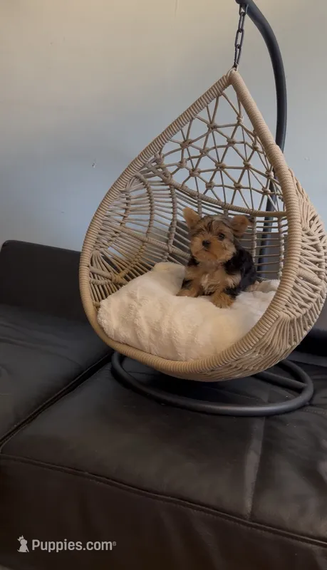 Diva Beautiful mini Yorki🐶💕 – Yorkshire Terrier puppy for sale in Lyons, IL
