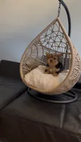 Diva Beautiful mini Yorki🐶💕, a female Yorkshire Terrier for sale in Lyons, IL – 1 of 6