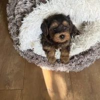 Tcup Butter , a male Yorkshire Terrier and Poodle - Miniature  for sale in Lyons, IL – 4 of 5