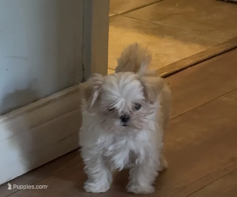 Darla tcup!!    – Morkie puppy for sale in Lyons, IL
