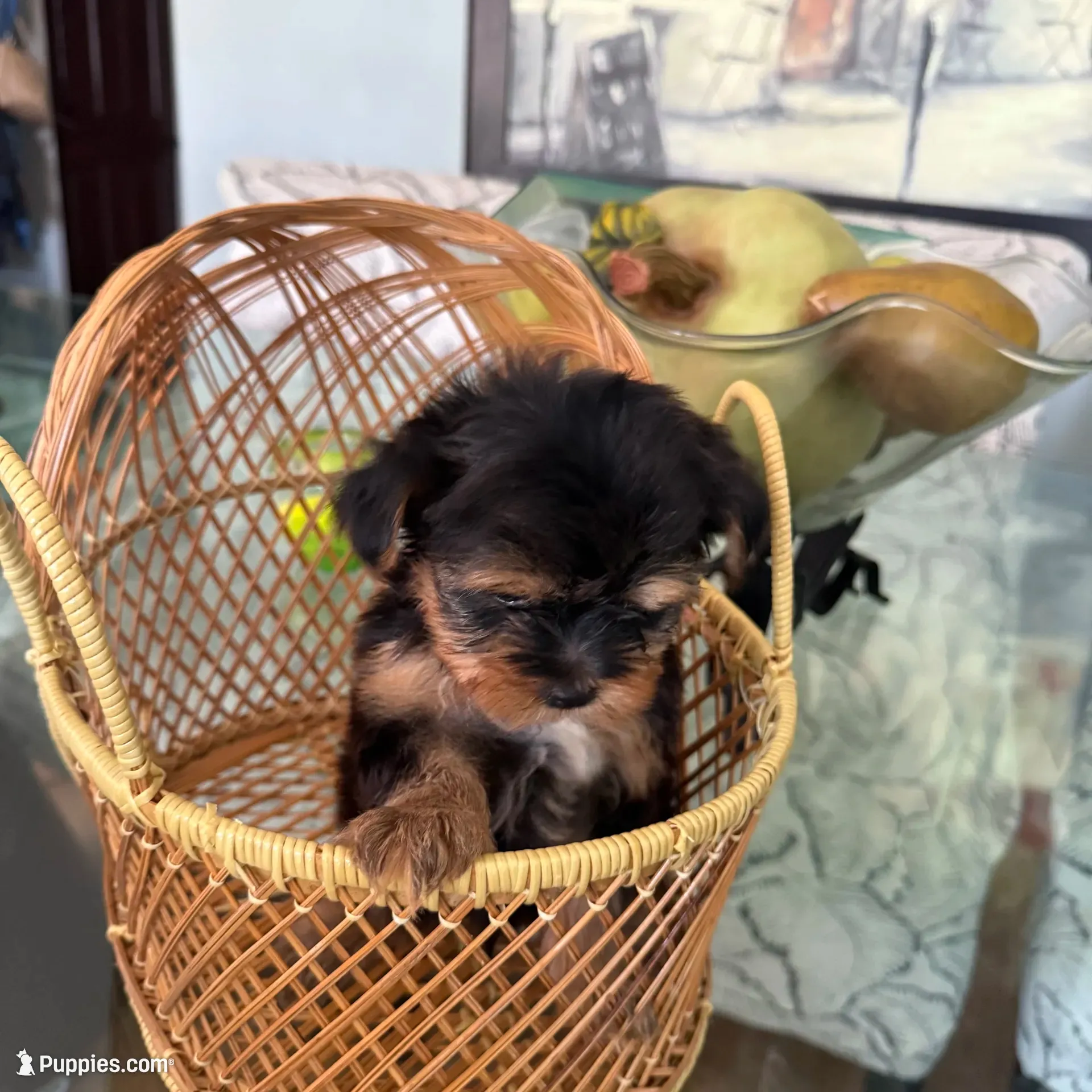 Ody tiny AKC pedigree , a male Yorkshire Terrier for sale in Lyons, IL – 3 of 5