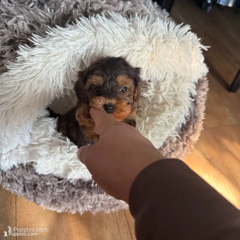 Oreo, a male Yorkshire Terrier for sale in Lyons, IL – 1 of 6