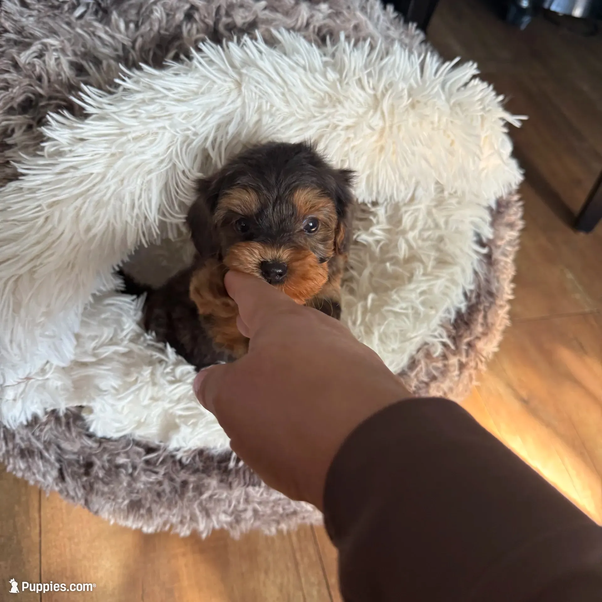 Oreo, a male Yorkshire Terrier for sale in Lyons, IL – 1 of 6