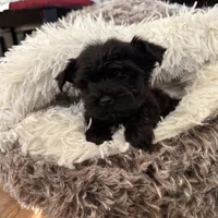 Tcup exotic yorkie!🖤, a male Yorkshire Terrier for sale in Lyons, IL – 3 of 5