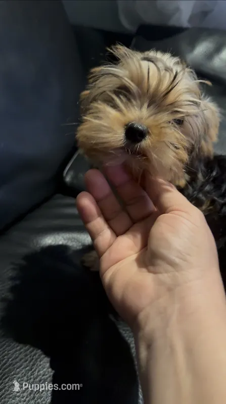 AKC Diva Beautiful  Yorki🐶💕 – Yorkshire Terrier puppy for sale in Lyons, IL