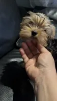 AKC Diva Beautiful  Yorki🐶💕, a female Yorkshire Terrier for sale in Lyons, IL – 1 of 4
