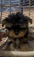 Tcup Wisky , a male Yorkshire Terrier for sale in Lyons, IL – 3 of 5