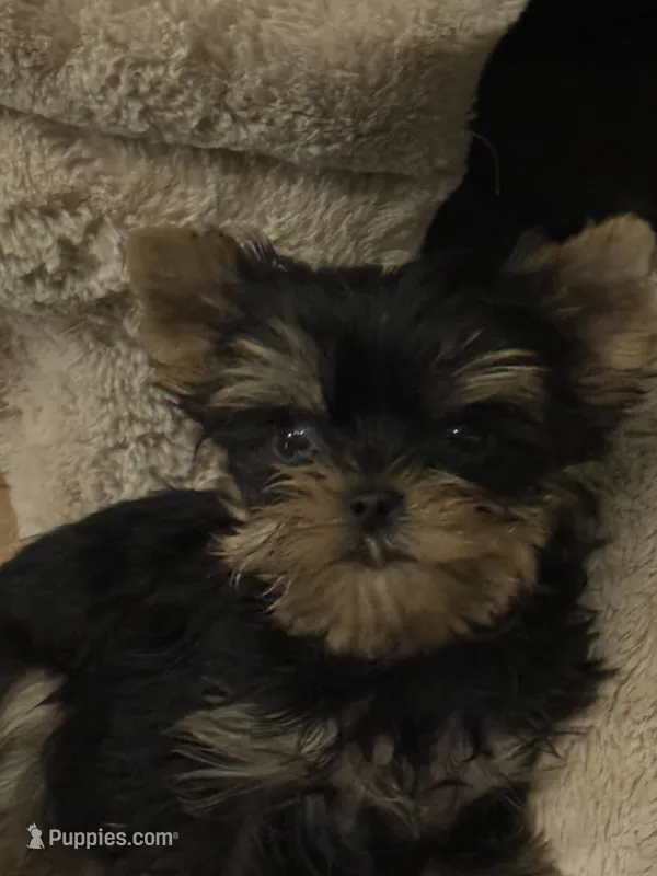 Micky tiny puppy 🐶  – Yorkshire Terrier puppy for sale in Lyons, IL