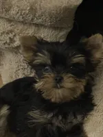 Micky tiny puppy 🐶 , a male Yorkshire Terrier for sale in Lyons, IL – 1 of 2