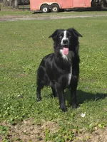 Coco, a female Miniature Australian Shepherd for sale in Mims, FL – Photo 2 of 5