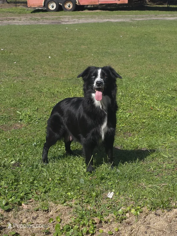 Coco – Miniature Australian Shepherd puppy for sale in Mims, FL