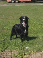 Coco, a female Miniature Australian Shepherd for sale in Mims, FL – Photo 1 of 5