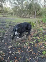 Coco, a female Miniature Australian Shepherd for sale in Mims, FL – Photo 5 of 5