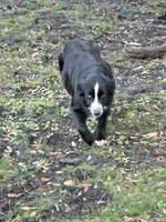 Coco, a female Miniature Australian Shepherd for sale in Mims, FL – Photo 4 of 5