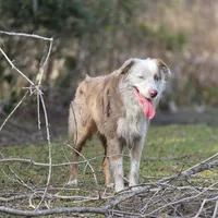 Cato, a male Miniature Australian Shepherd for sale in Mims, FL – Photo 2 of 2