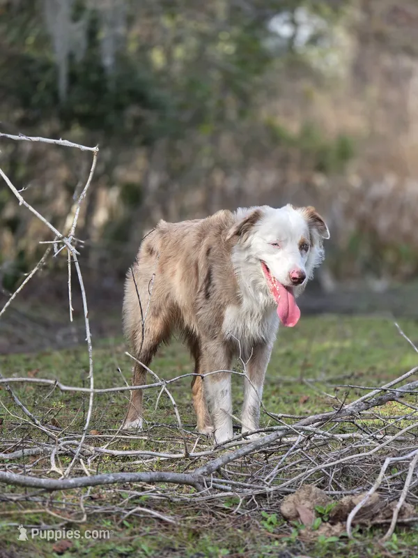 Cato – Miniature Australian Shepherd puppy for sale in Mims, FL