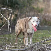Cato, a male Miniature Australian Shepherd for sale in Mims, FL – Photo 1 of 2