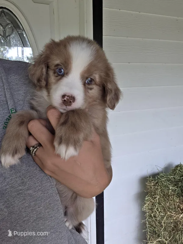 Boone – Miniature Australian Shepherd puppy on hold in Mims, FL