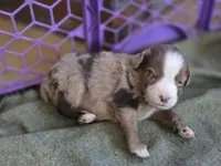 Boone, a male Miniature Australian Shepherd for sale in Mims, FL – Photo 2 of 2