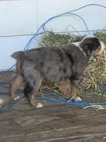 Rocket , a male Miniature Australian Shepherd for sale in Mims, FL – Photo 3 of 8