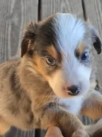 Rocket , a male Miniature Australian Shepherd for sale in Mims, FL – Photo 8 of 8