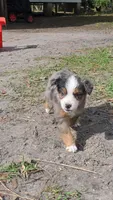 Rocket , a male Miniature Australian Shepherd for sale in Mims, FL – Photo 1 of 8