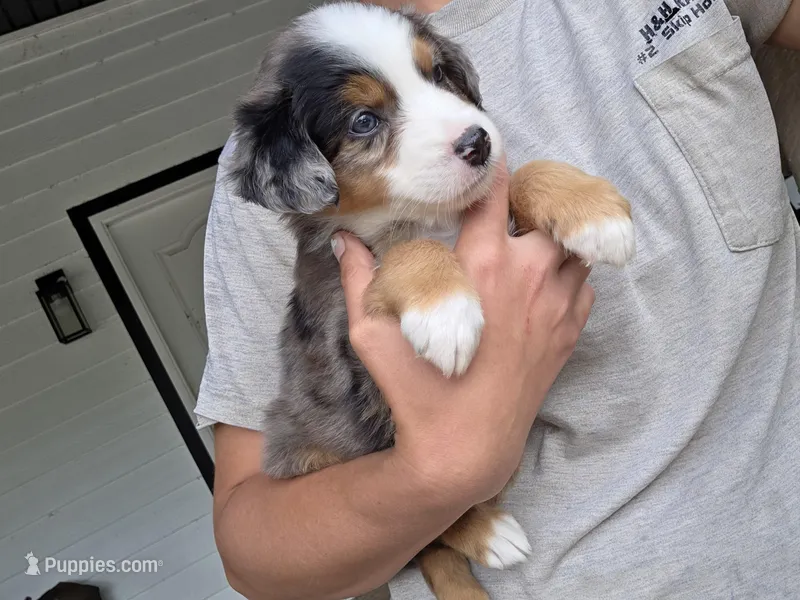 Rocket  – Miniature Australian Shepherd puppy for sale in Mims, FL