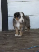 Rocket , a male Miniature Australian Shepherd for sale in Mims, FL – Photo 2 of 8