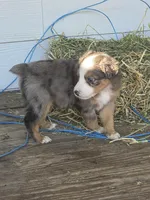 Rocket , a male Miniature Australian Shepherd for sale in Mims, FL – Photo 5 of 8
