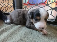Rocket , a male Miniature Australian Shepherd for sale in Mims, FL – Photo 6 of 8