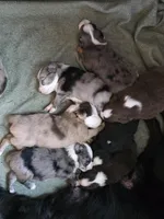 Rocket , a male Miniature Australian Shepherd for sale in Mims, FL – Photo 7 of 8