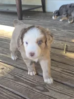 CJ , a male Miniature Australian Shepherd for sale in Mims, FL – Photo 2 of 7