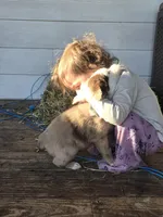 CJ , a male Miniature Australian Shepherd for sale in Mims, FL – Photo 7 of 7