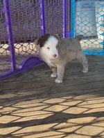 CJ , a male Miniature Australian Shepherd for sale in Mims, FL – Photo 3 of 7