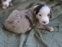 CJ , a male Miniature Australian Shepherd for sale in Mims, FL – Photo 5 of 7